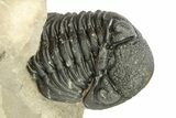 Short-Fork Walliserops Hammi Trilobite - Foum Zguid, Morocco #276169-2